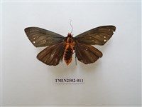 藏品(烏麗燈蛾)的圖片